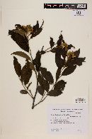 Dasyphyllum tomentosum image