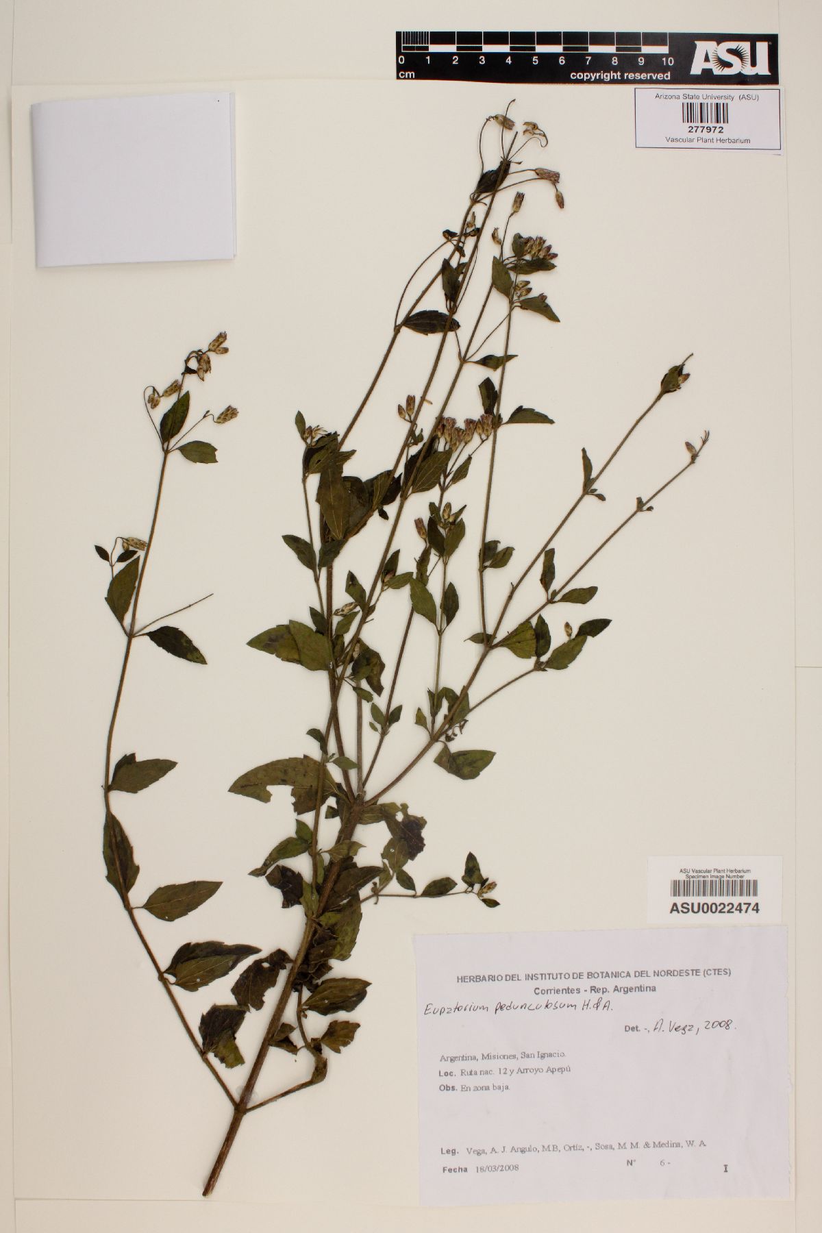 Eupatorium pedunculosum image