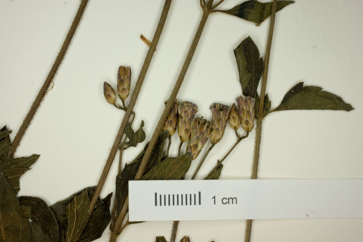 Eupatorium pedunculosum image