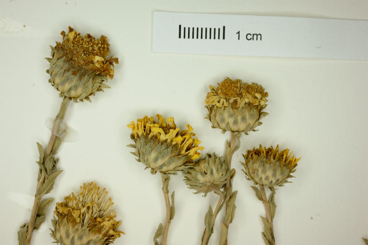 Grindelia brachystephana image