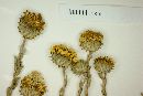 Grindelia brachystephana image