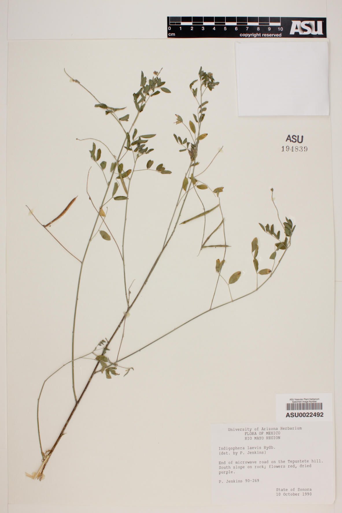 Indigofera laevis image