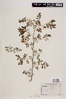 Indigofera palmeri image