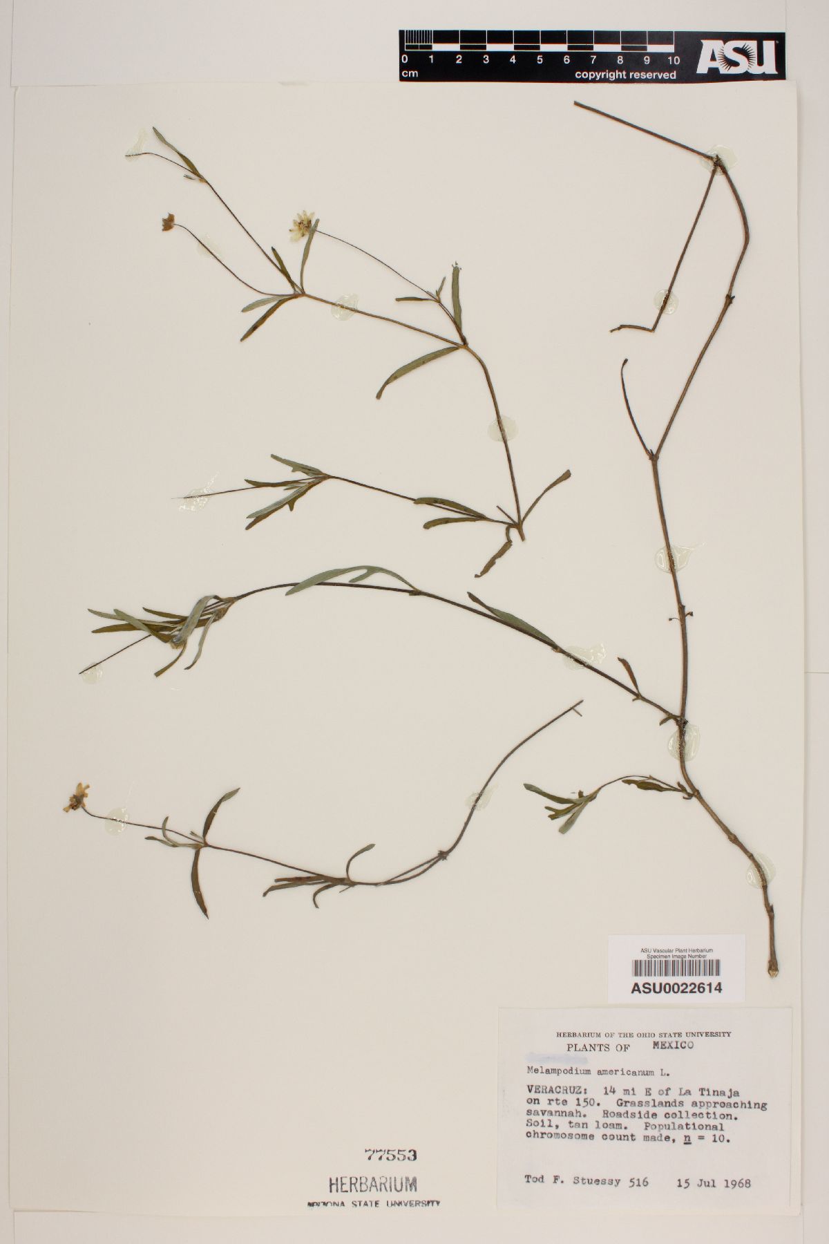 Melampodium americanum image