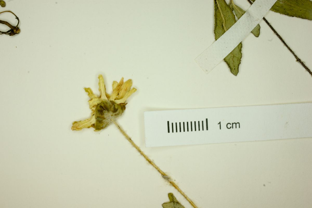 Melampodium aureum image