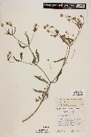 Melampodium cupulatum image