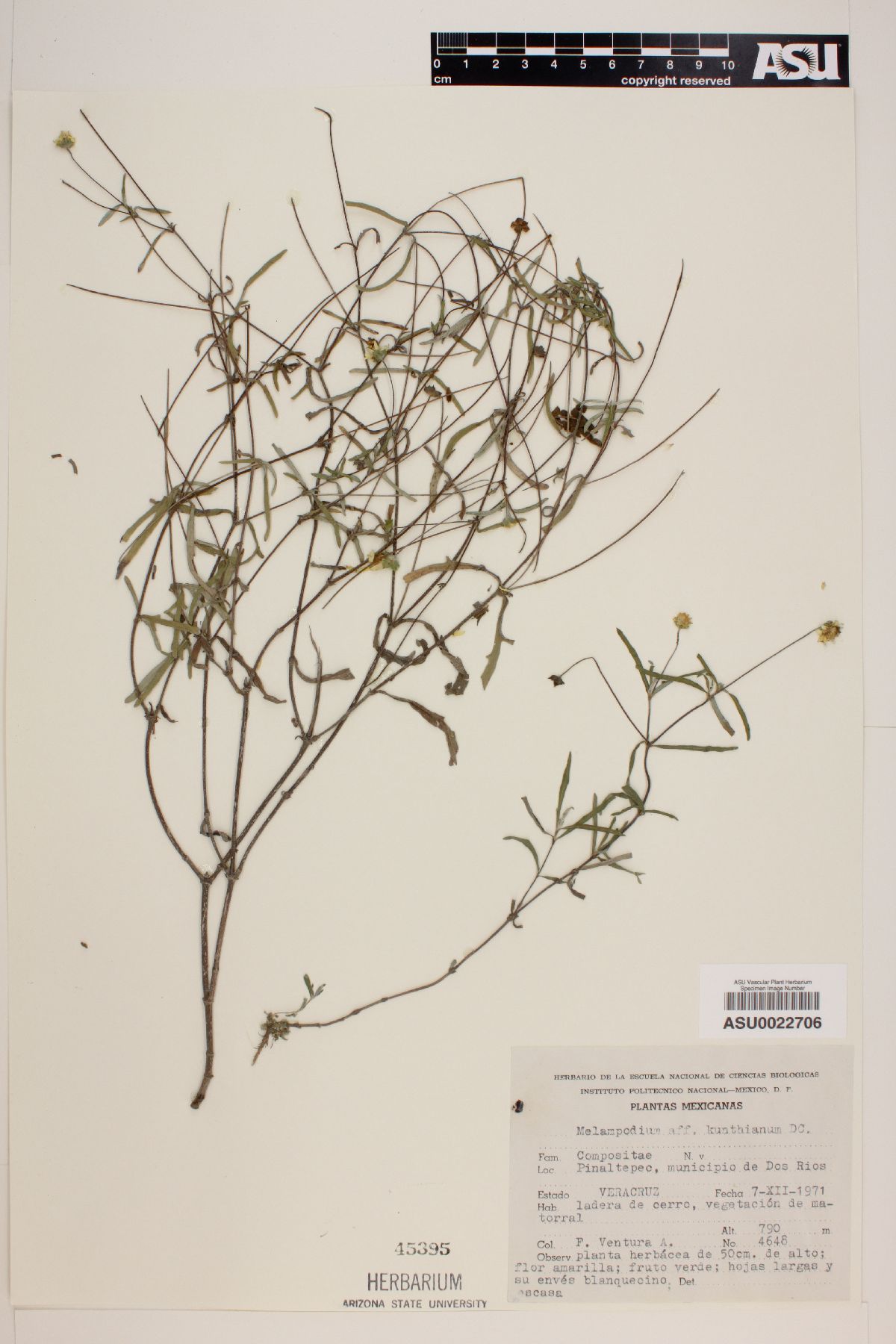 Melampodium kunthianum image