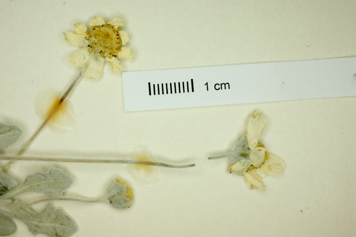 Melampodium argophyllum image