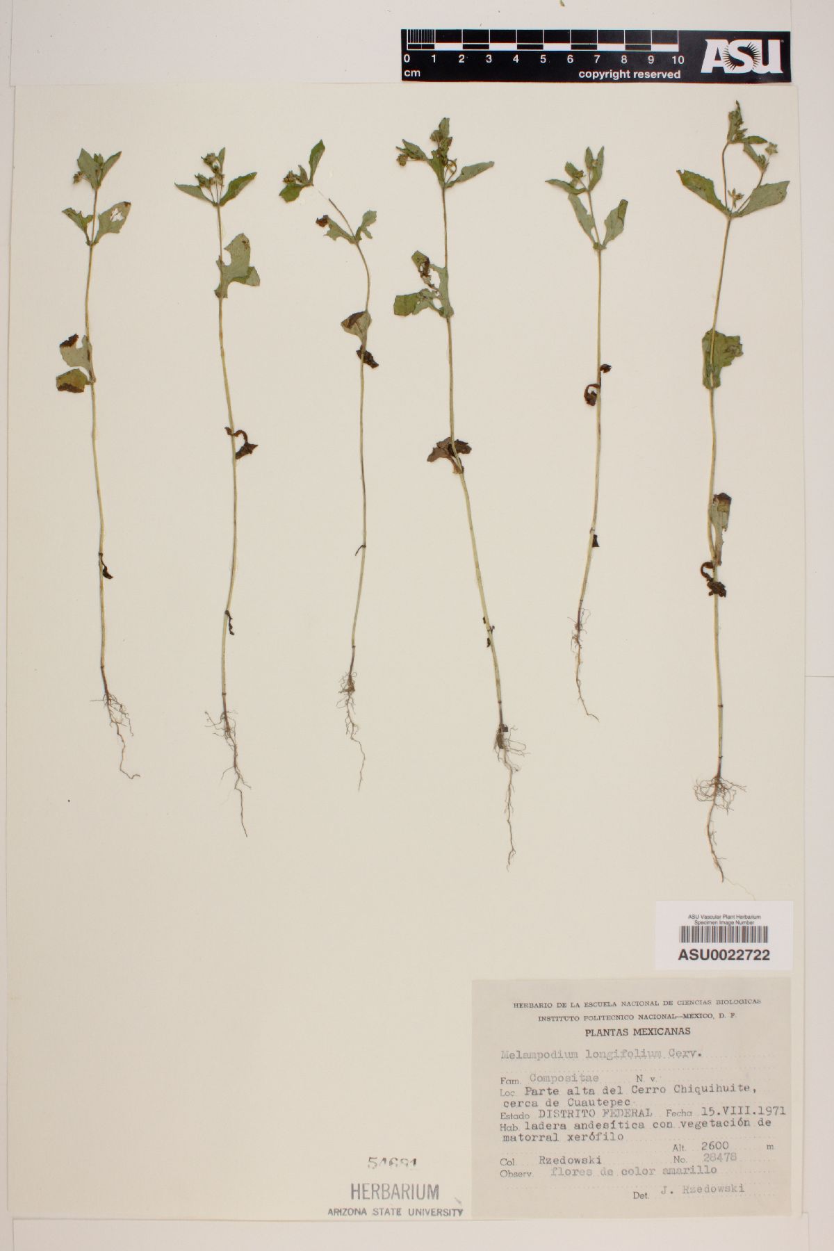 Melampodium longifolium image