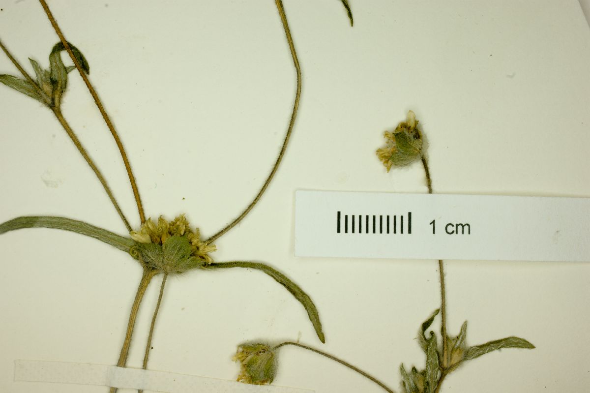 Melampodium longipes image