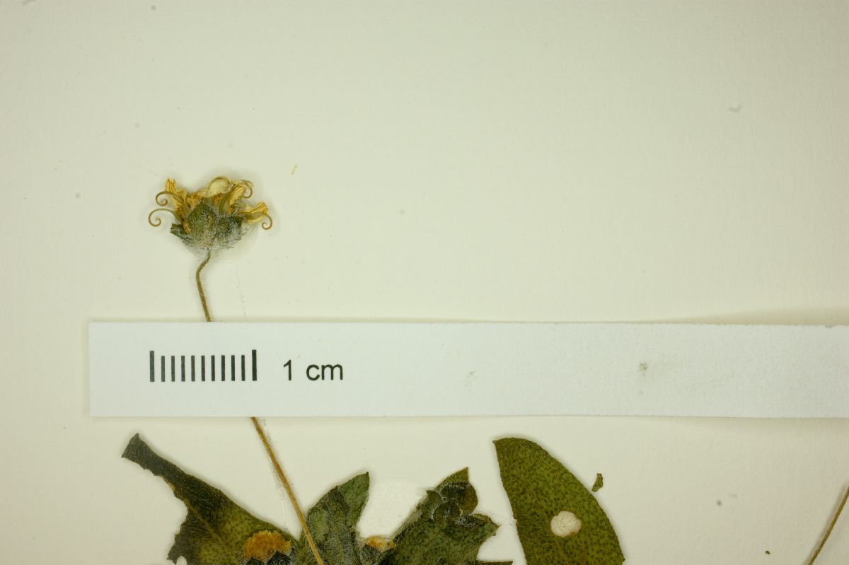 Melampodium longipilum image