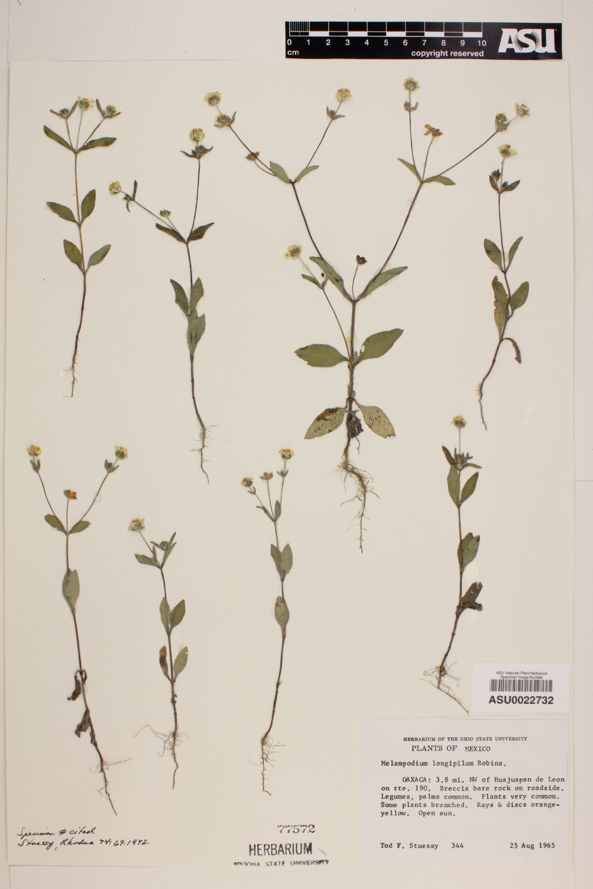 Melampodium longipilum image