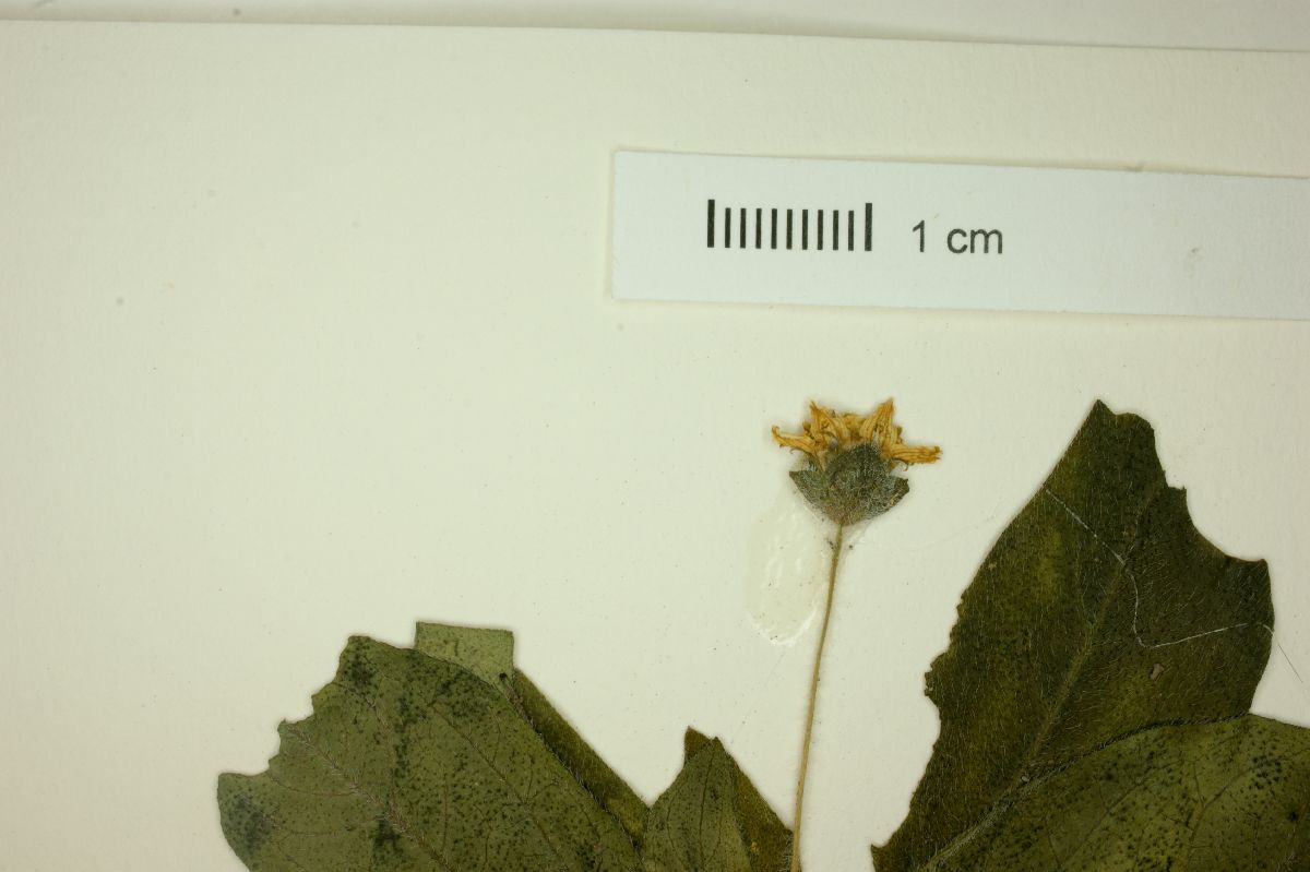 Melampodium longipilum image