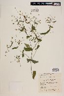 Melampodium rosei image