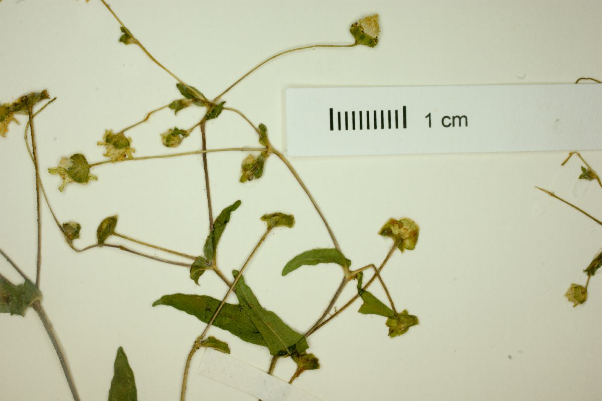 Melampodium rosei image