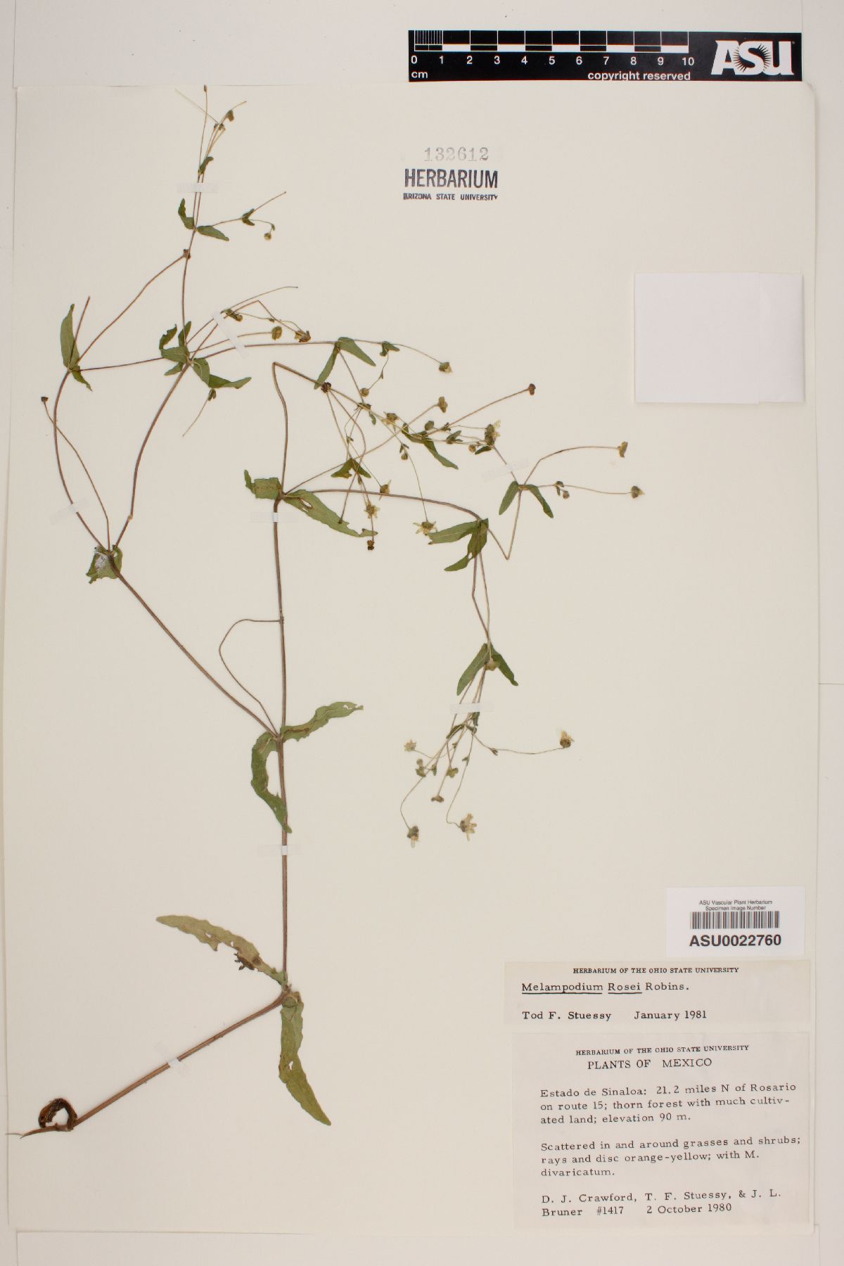 Melampodium rosei image