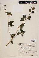 Melanthera latifolia image