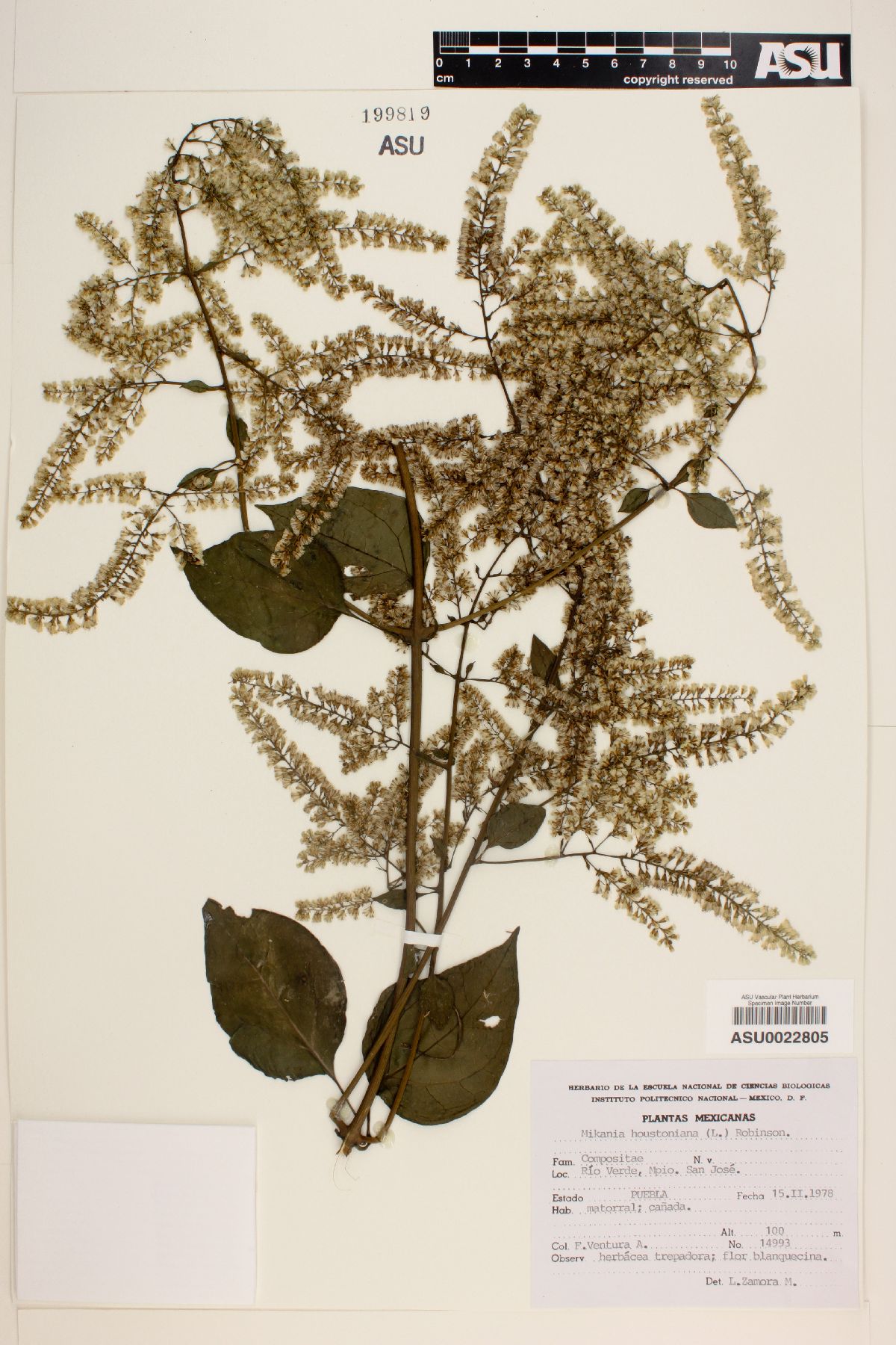 Mikania houstoniana image