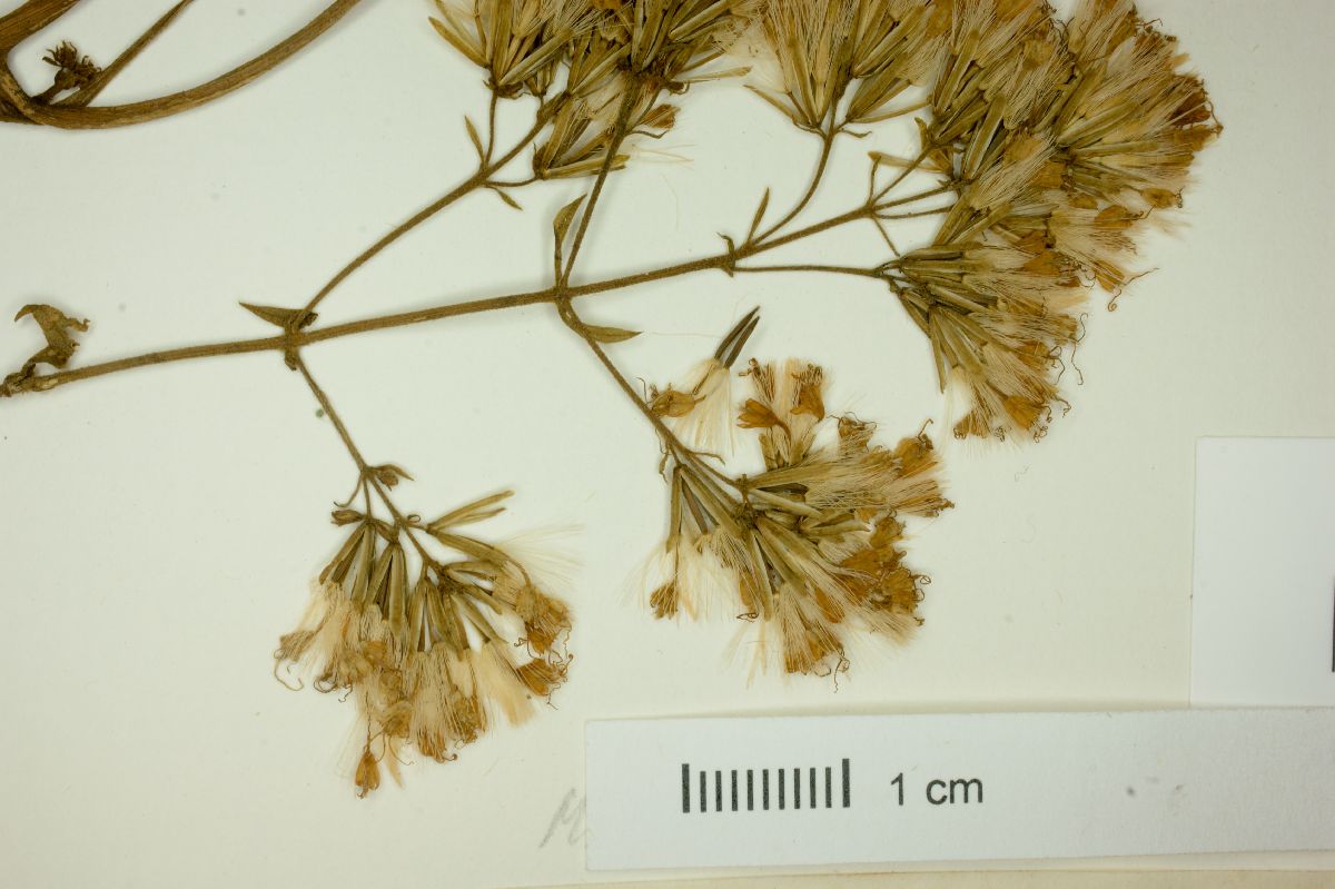 Mikania angularis image
