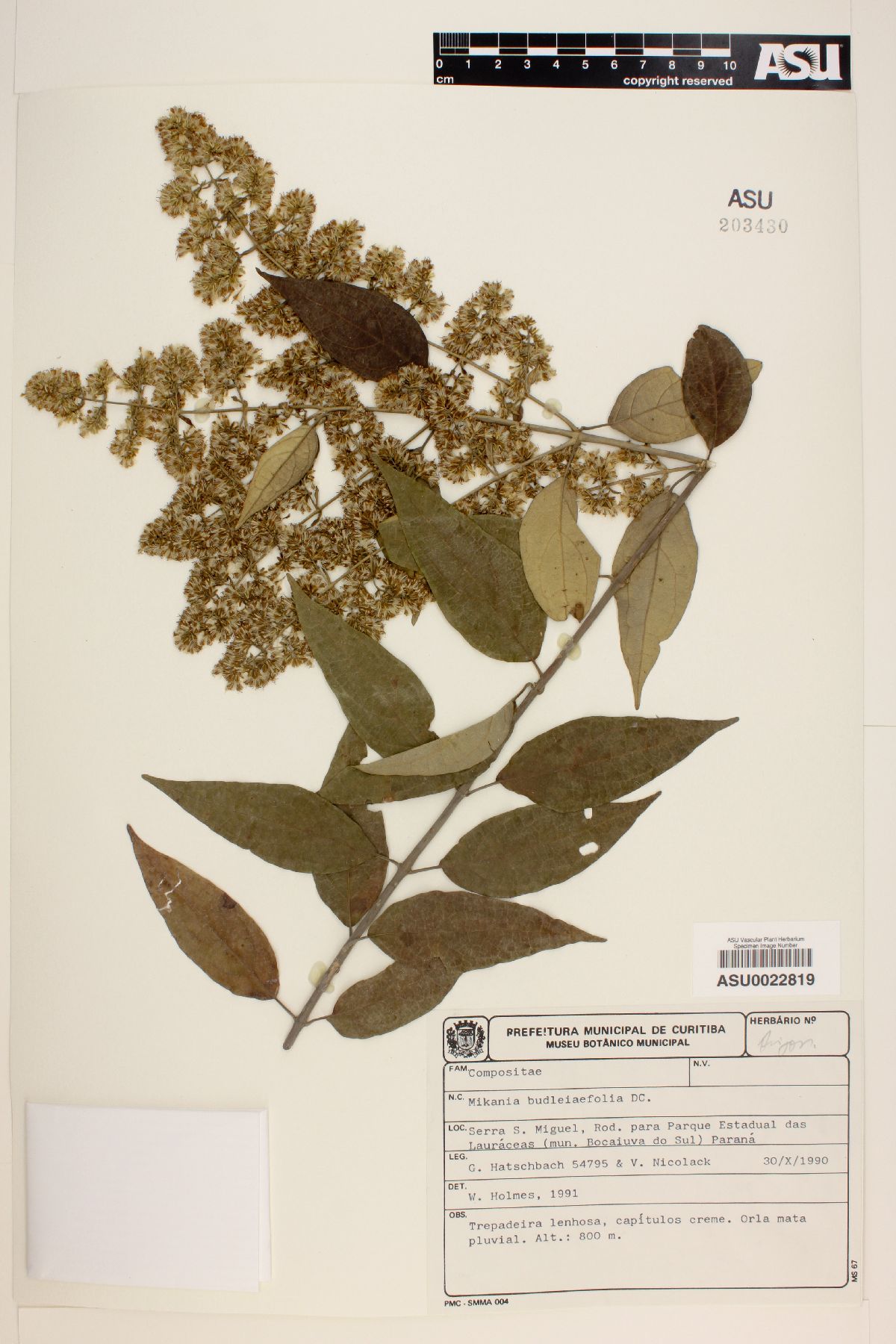 Mikania buddleiaefolia image