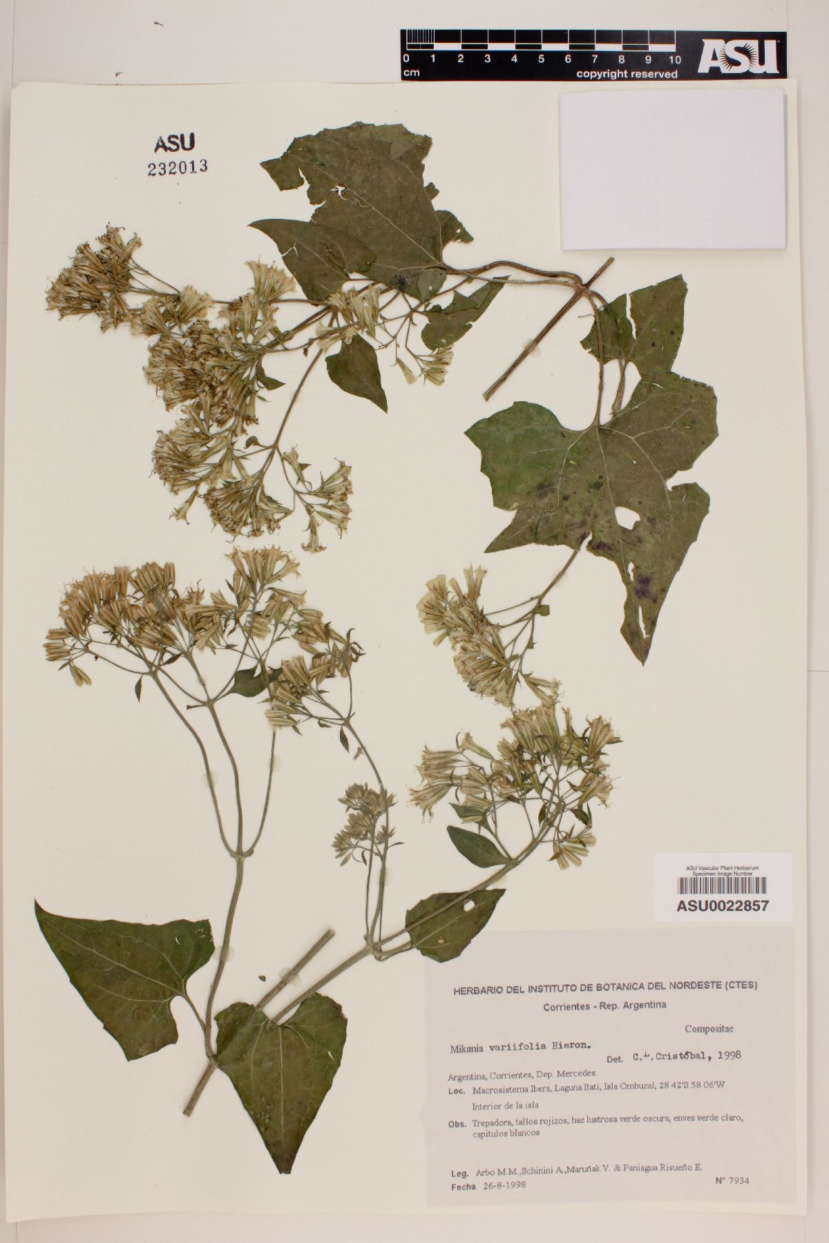 Mikania variifolia image