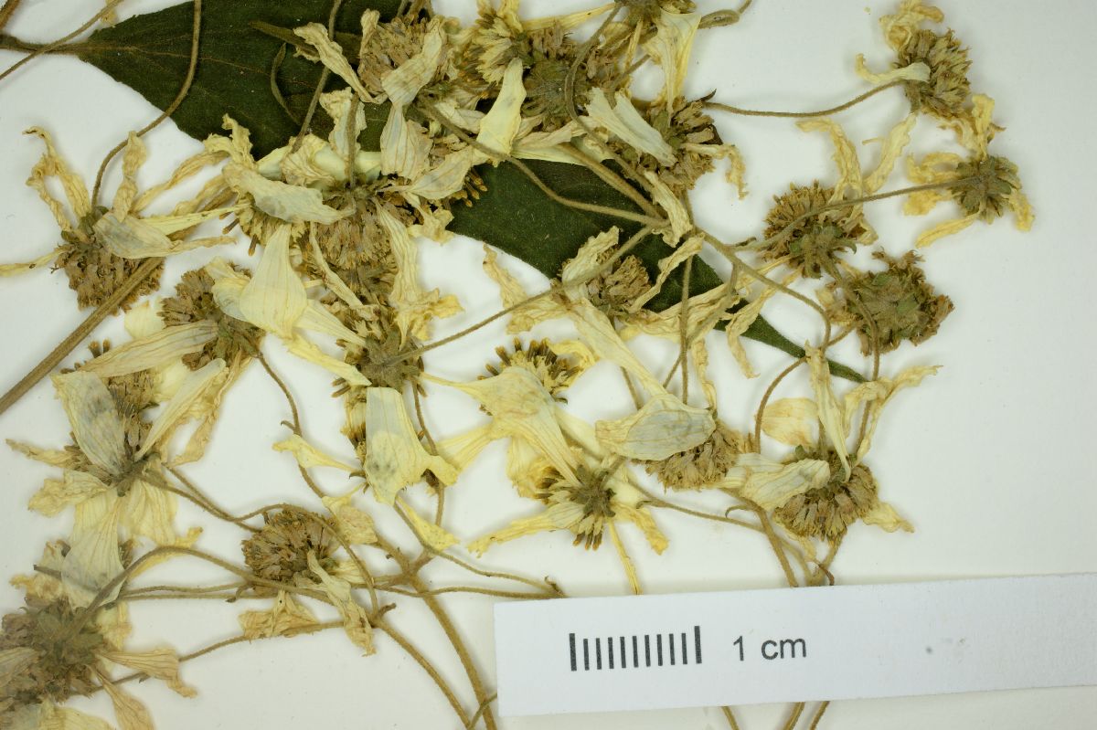 Montanoa hibiscifolia image