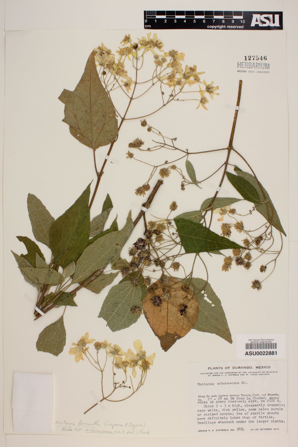 Montanoa arborescens image