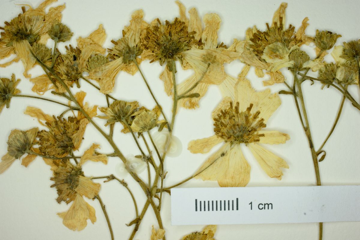 Montanoa patens image