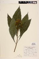 Neurolaena macrocephala image