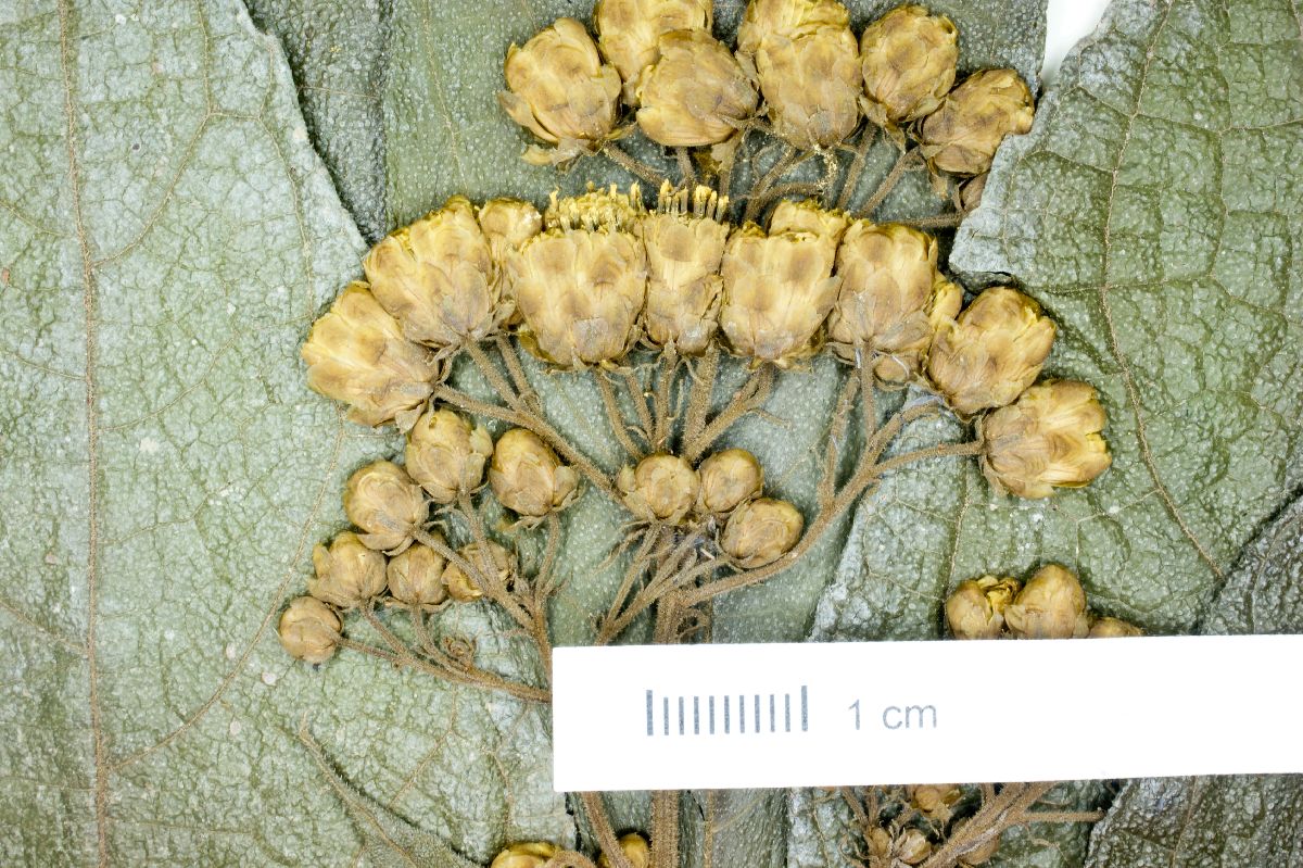 Neurolaena macrocephala image