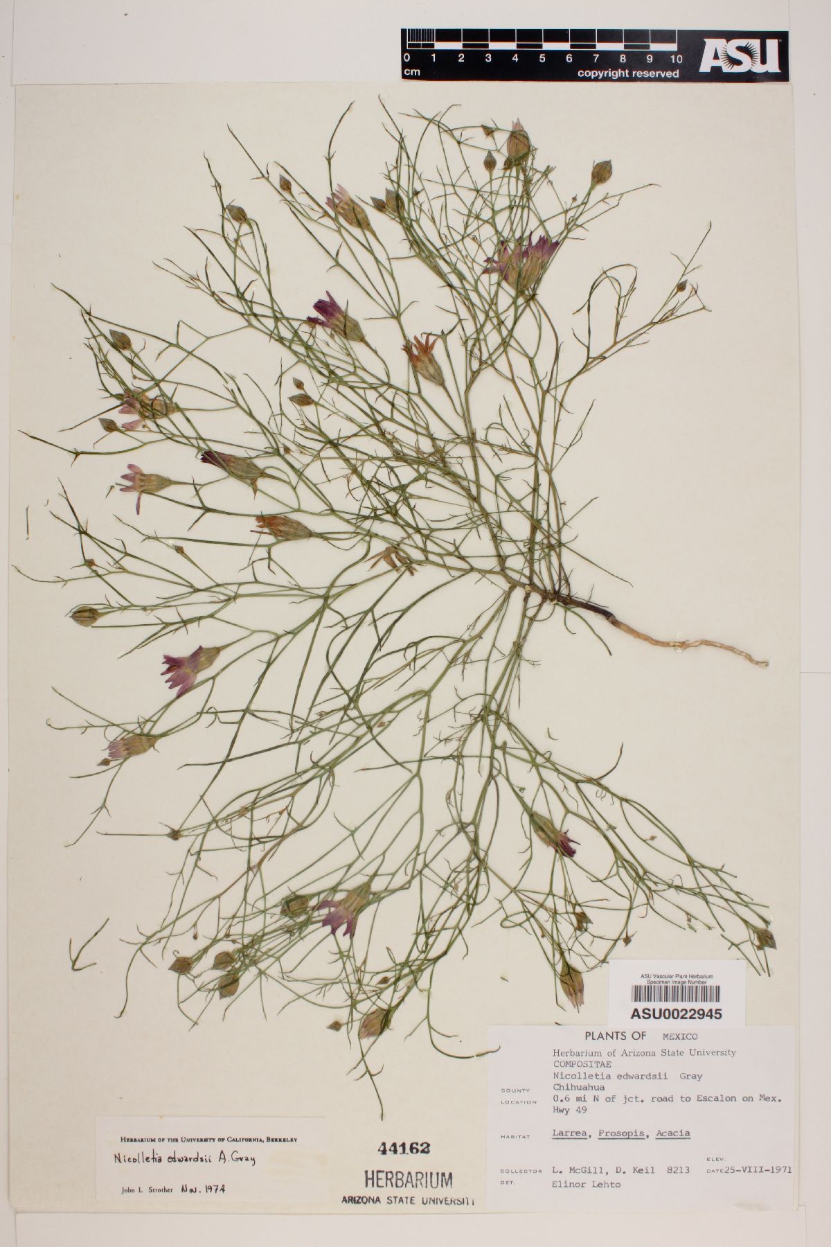 Nicolletia edwardsii image