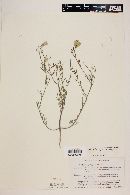 Nicolletia trifida image