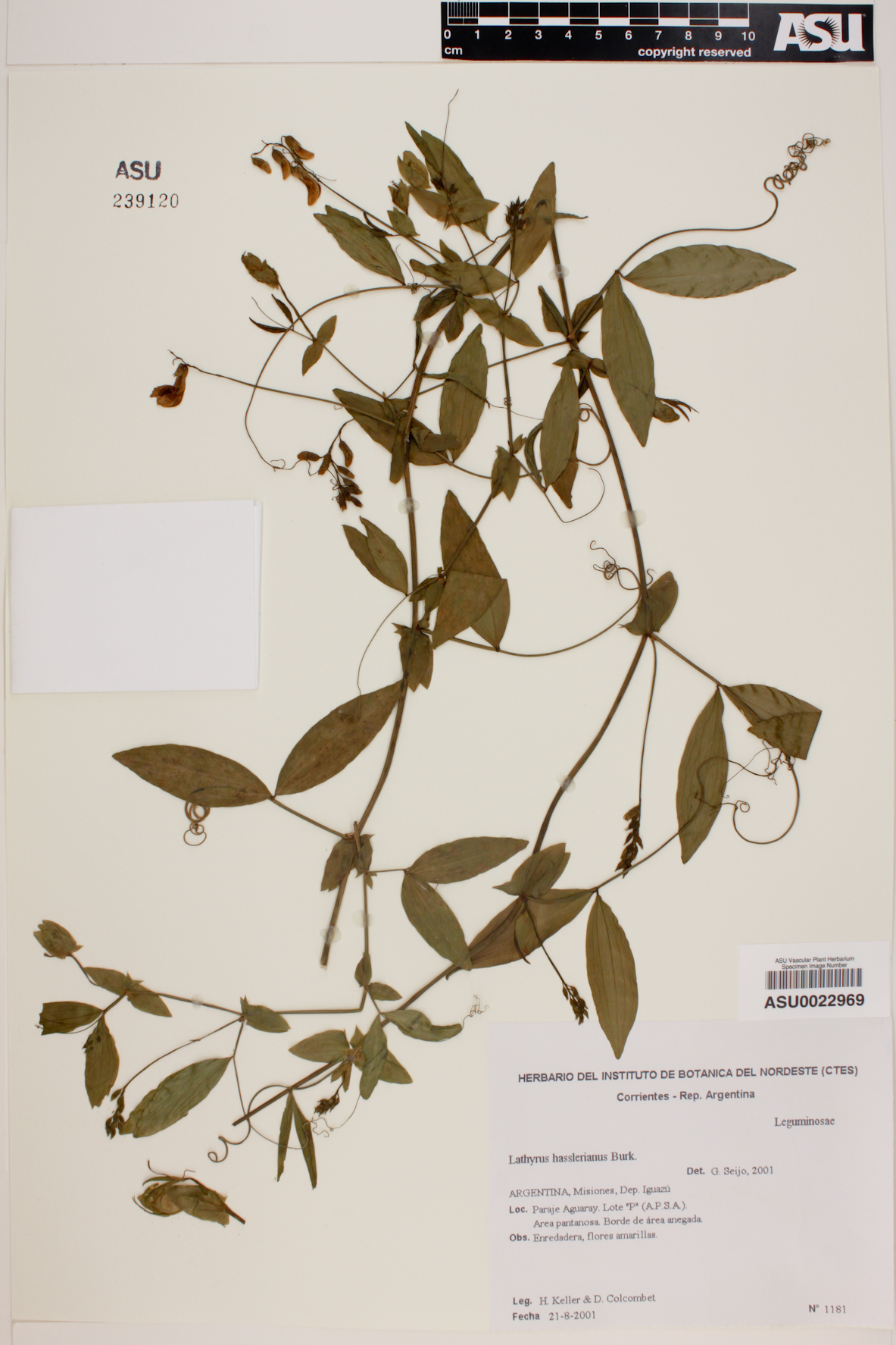 Lathyrus hasslerianus image