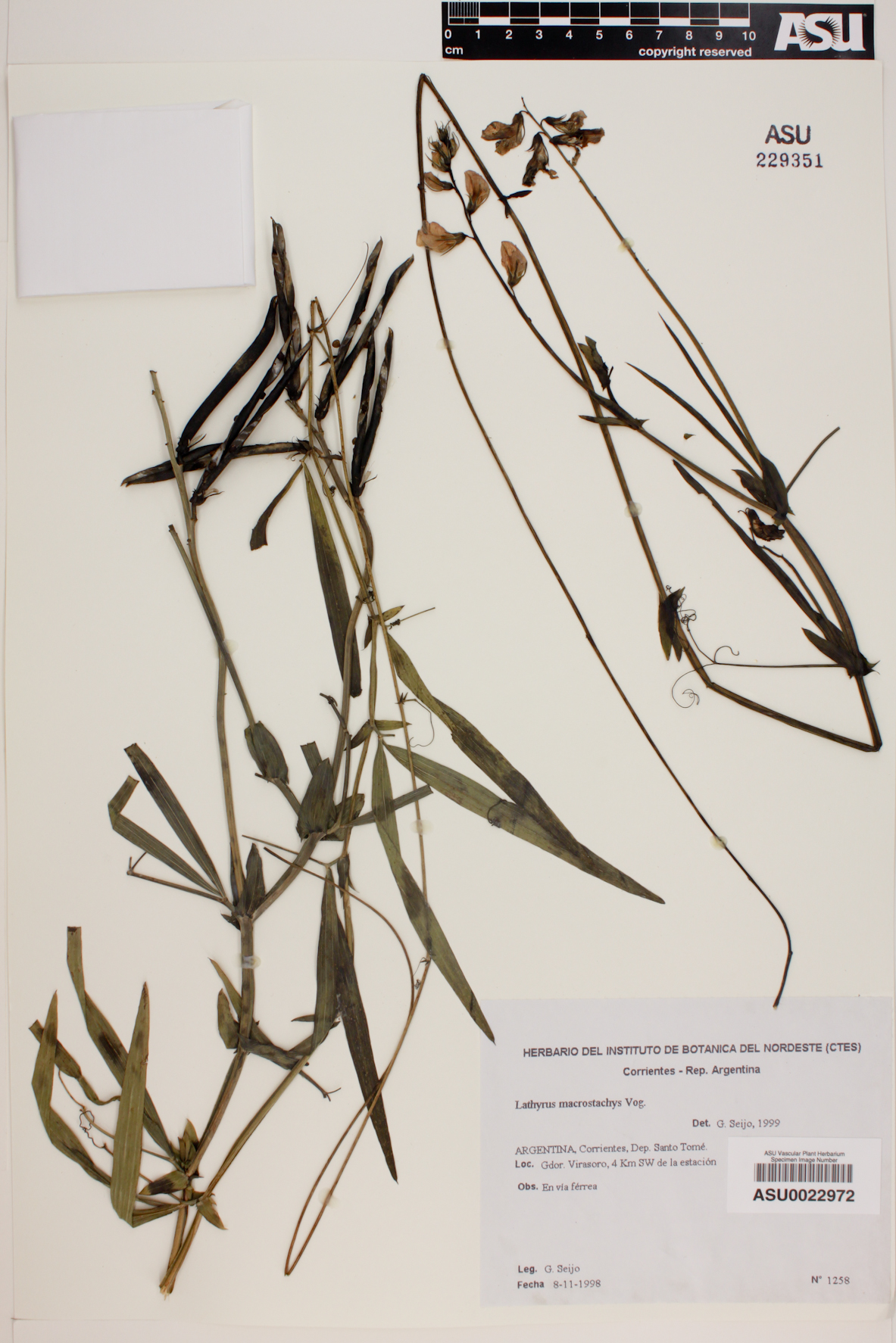 Lathyrus macrostachys image