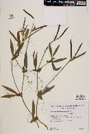 Lathyrus magellanicus image