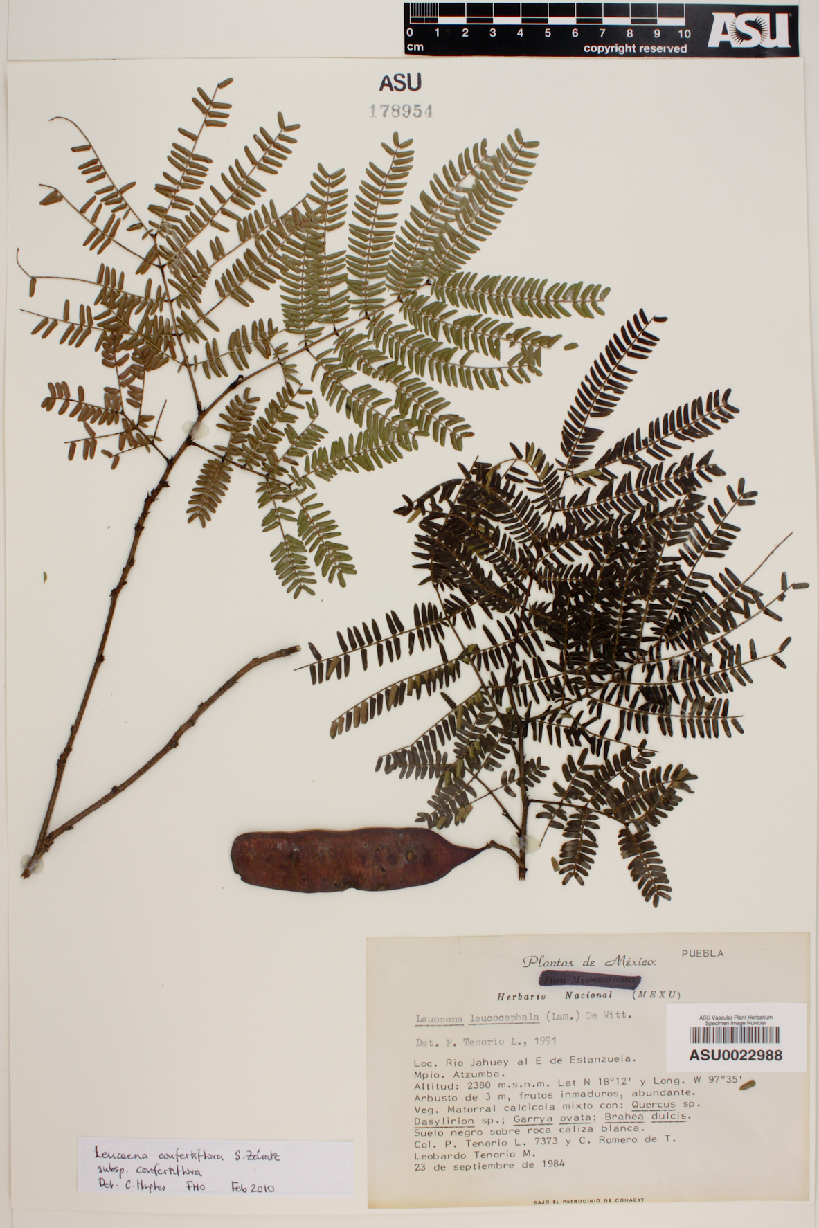 Leucaena confertiflora image