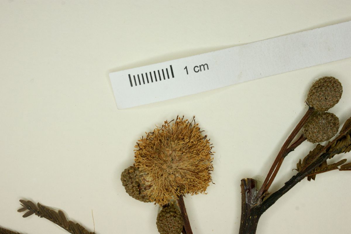 Leucaena esculenta image
