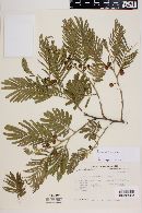 Leucaena diversifolia image