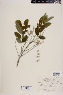 Image of Lonchocarpus argyrotrichus