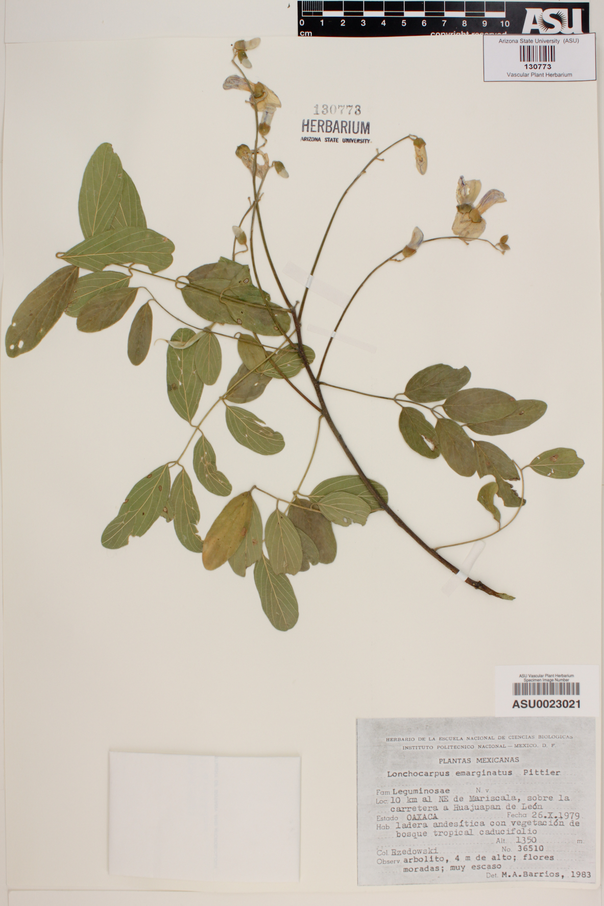 Lonchocarpus emarginatus image