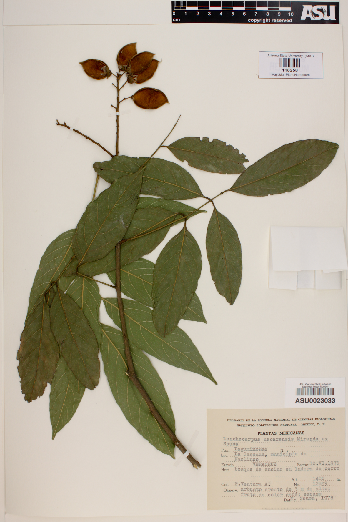 Lonchocarpus necaxensis image