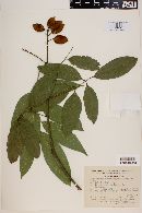 Image of Lonchocarpus necaxensis