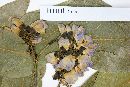 Lonchocarpus lilloi image