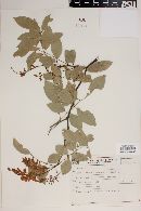 Image of Lonchocarpus nitidus