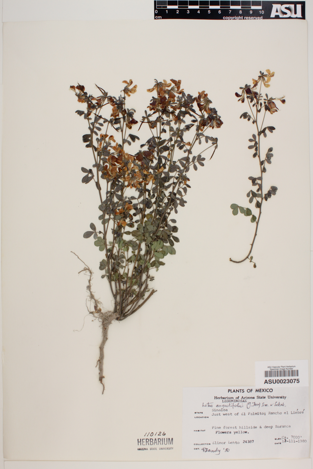 Lotus angustifolius image