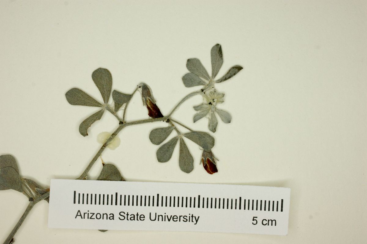 Lotus cedrosensis image
