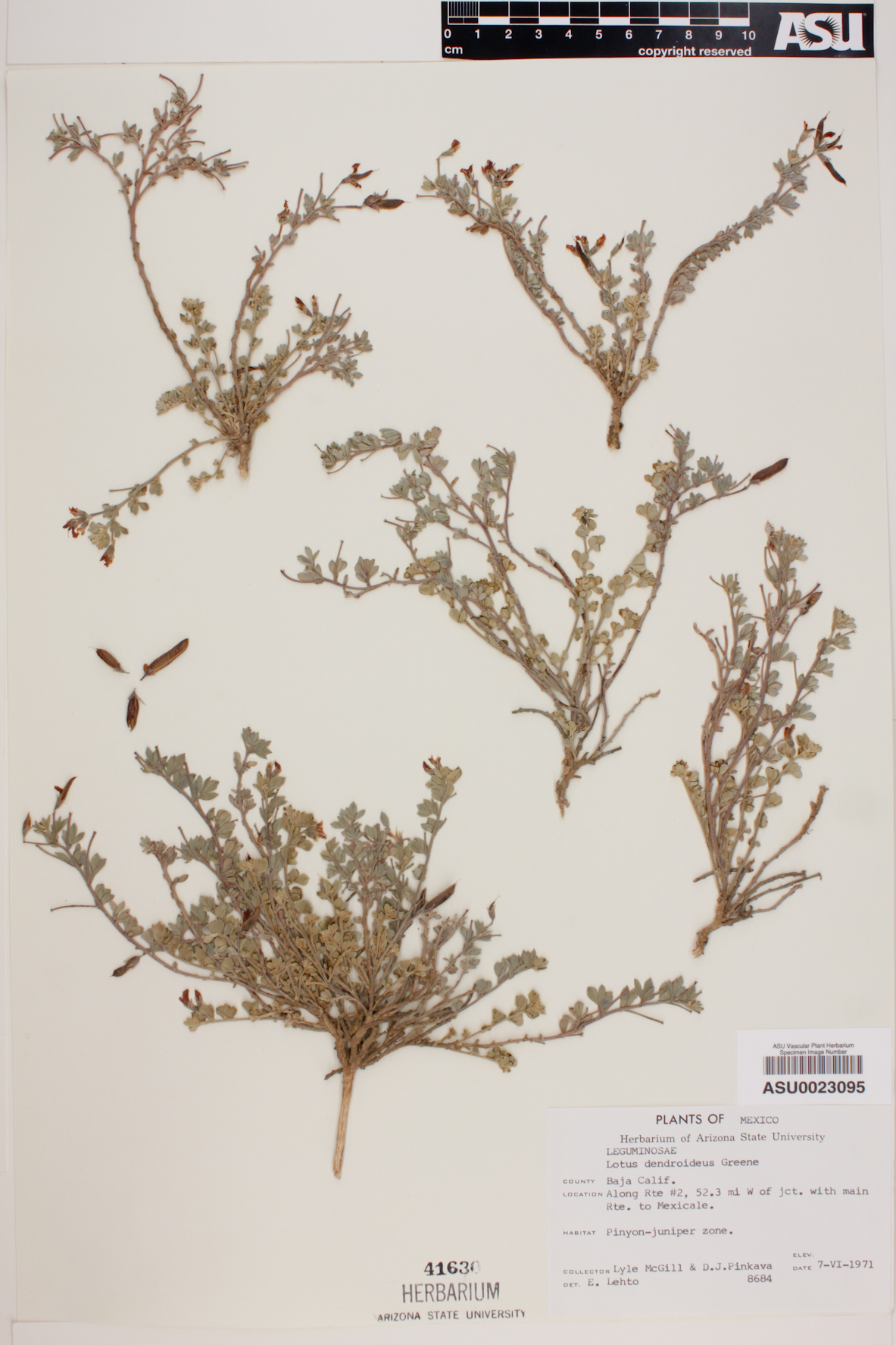 Lotus dendroideus image