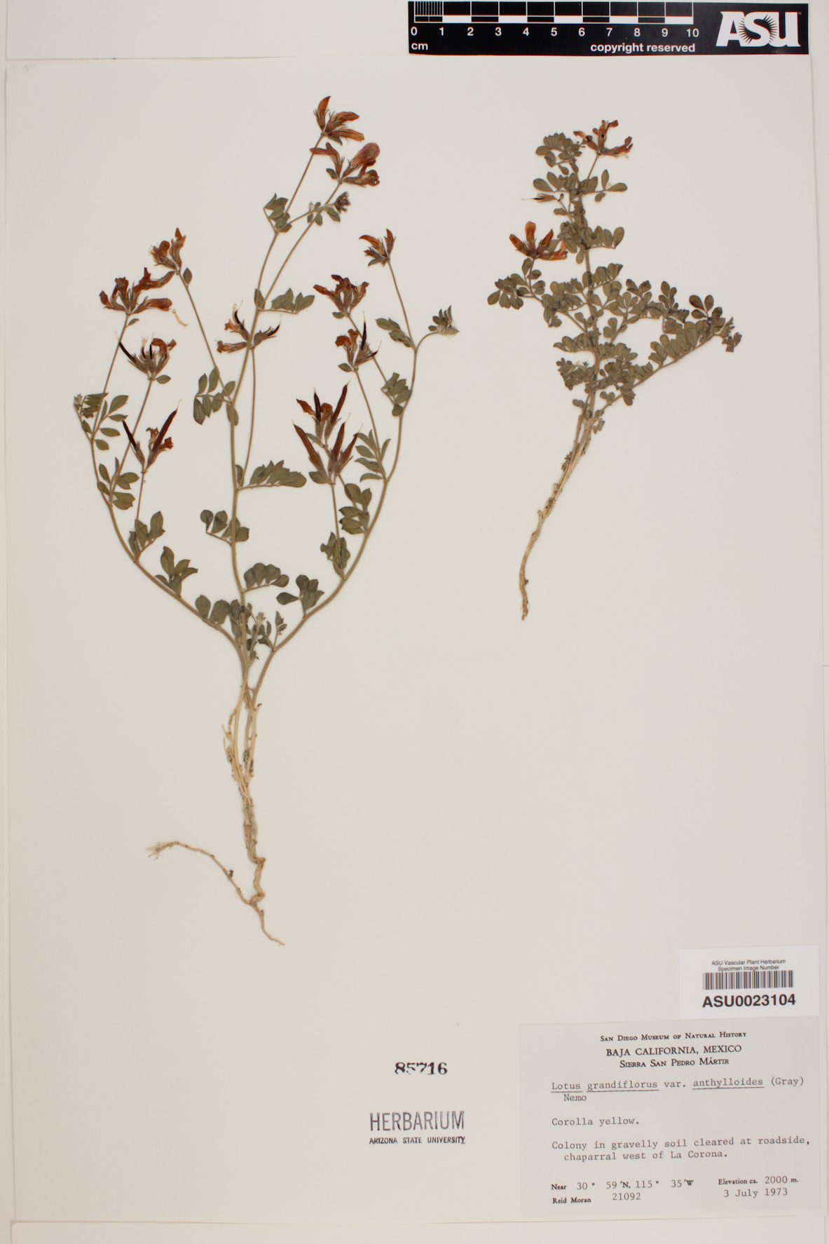 Lotus grandiflorus image