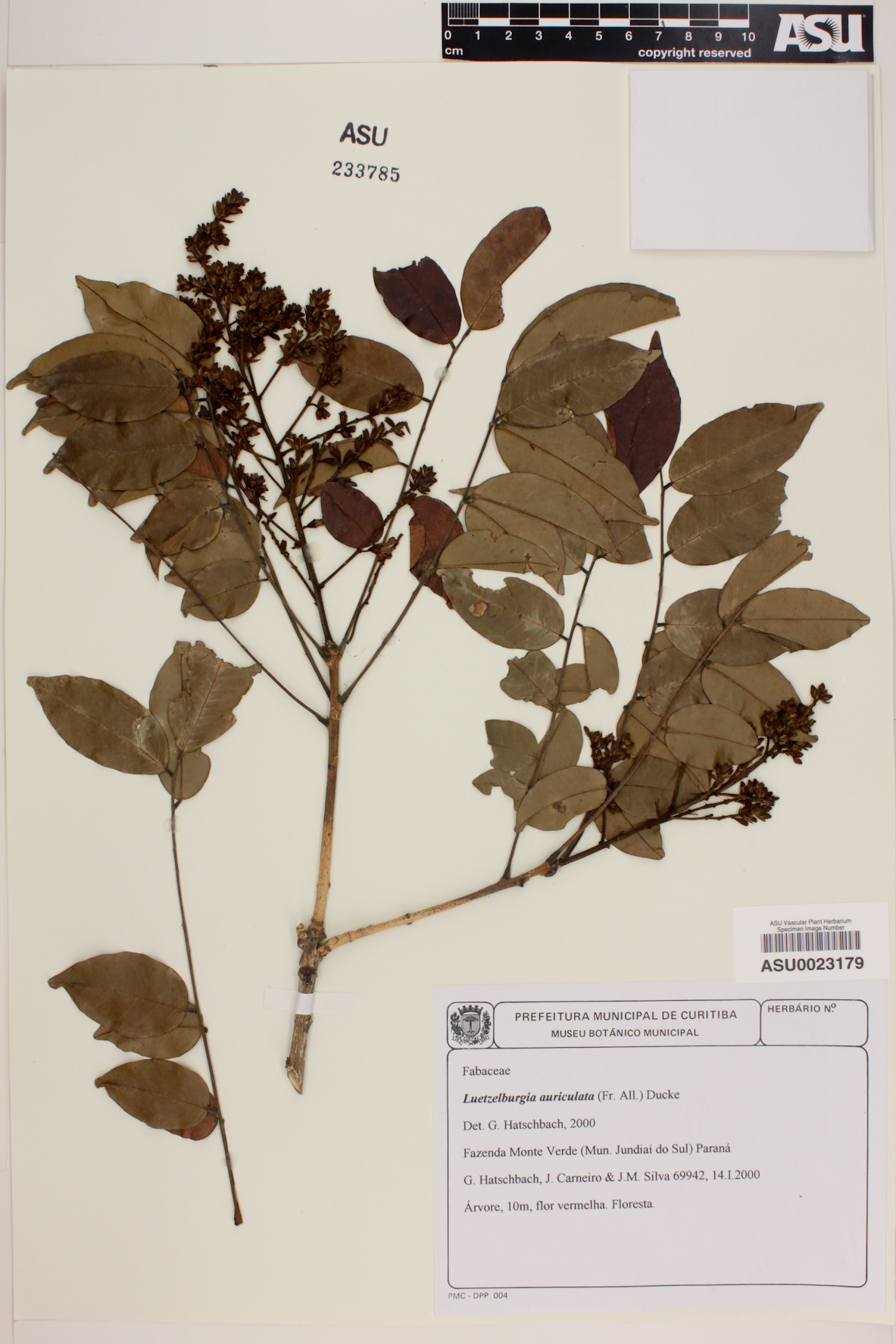 Luetzelburgia guaissara image