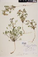 Lupinus arizonicus subsp. sonorensis image
